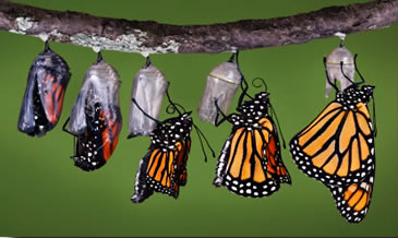 Butterfly out of cocoon